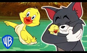 Tom & Jerry | Best of Little Quacker | Classic Cartoon Compilation | WB Kids