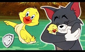 Tom y Jerry en Español | Los Mejores Momentos de Little Quacker | WB Kids