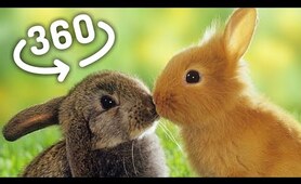 360 Video - The BUNNY (eastern rabbits 360° among us)